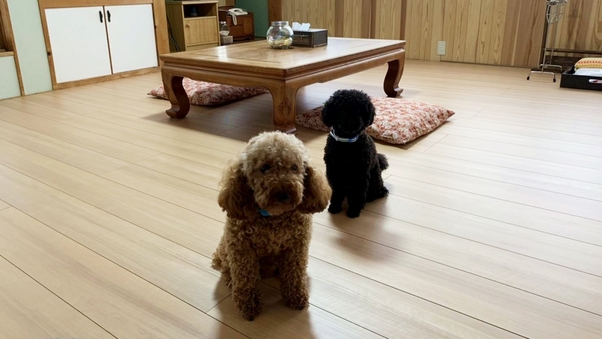 ペットと泊まれる和室10畳【ペット同伴専用部屋】